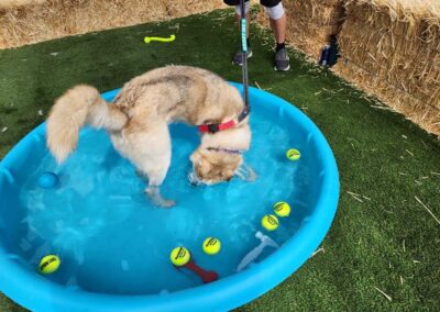 Action Pet Event Image 2