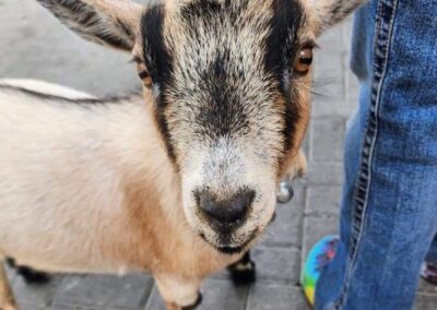 Action Pet Event Image 4